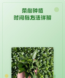 家里阳光不足怎么养花，选对植物种类，掌握养护技巧