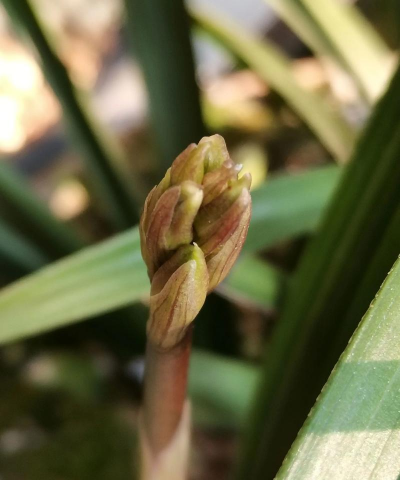 家里阳光不足怎么养花，选对植物种类，掌握养护技巧