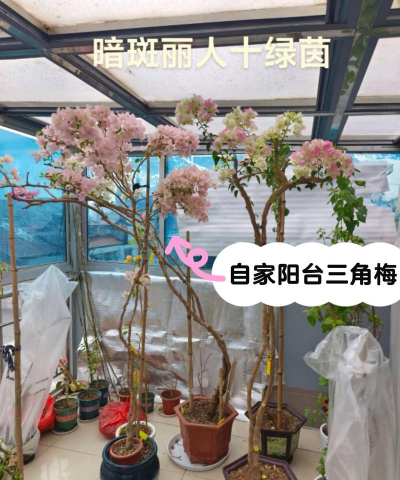 家里阳光不足怎么养花，选对植物种类，掌握养护技巧