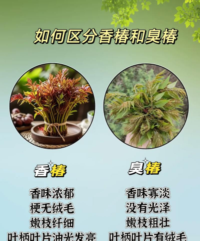家里阳光不足怎么养花，选对植物种类，掌握养护技巧