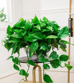 家里阳光不足怎么养花，选对植物种类，掌握养护技巧