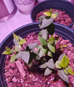 家里阳光不足怎么养花，选对植物种类，掌握养护技巧