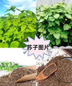 家里阳光不足怎么养花，选对植物种类，掌握养护技巧