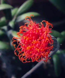 家里阳光不足怎么养花，选对植物种类，掌握养护技巧