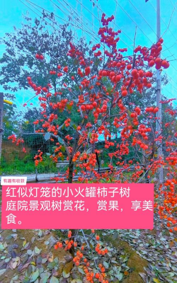 家里阳光不足怎么养花，选对植物种类，掌握养护技巧