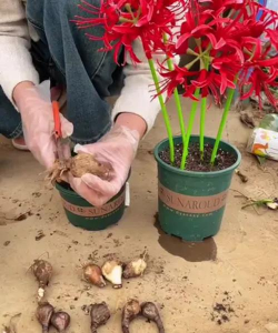 家里阳光不足怎么养花，选对植物种类，掌握养护技巧