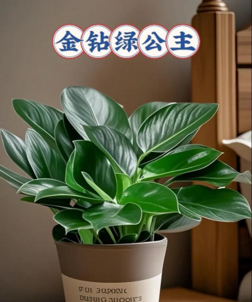 家里阳光不足怎么养花，选对植物种类，掌握养护技巧