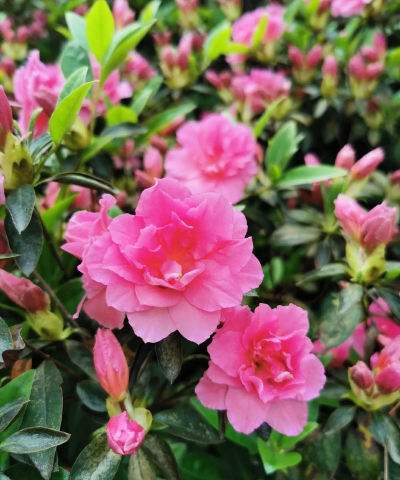 家里阳光不足怎么养花，选对植物种类，掌握养护技巧