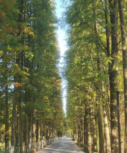 长沙街边的树是什么树 长沙街边的树是什么树