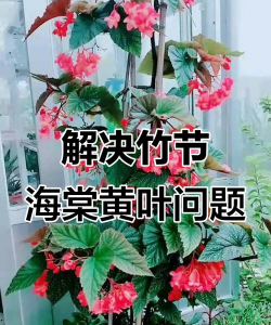 竹节海棠为什么黄叶干尖 竹节海棠为什么黄叶干尖