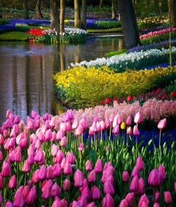 象征着荷兰的花有哪些花 象征着荷兰的花有哪些花