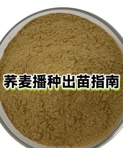 春季荞麦怎么种植 春季荞麦怎么种植