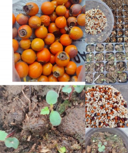 家里阳光不足怎么养花，选对植物种类，掌握养护技巧