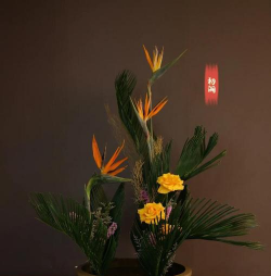 家里阳光不足怎么养花，选对植物种类，掌握养护技巧