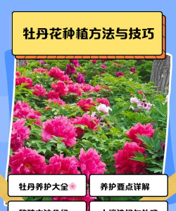 家里阳光不足怎么养花，选对植物种类，掌握养护技巧
