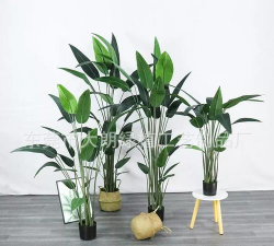 家里阳光不足怎么养花，选对植物种类，掌握养护技巧