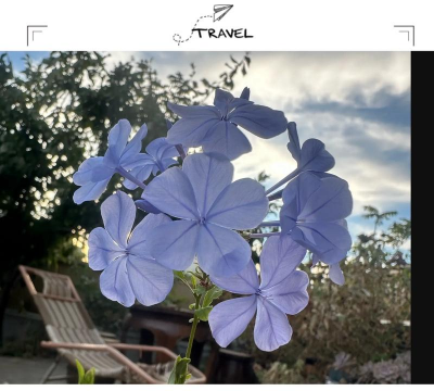 家里阳光不足怎么养花，选对植物种类，掌握养护技巧