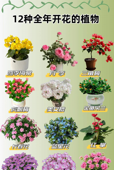 家里阳光不足怎么养花，选对植物种类，掌握养护技巧