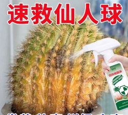 家里阳光不足怎么养花，选对植物种类，掌握养护技巧
