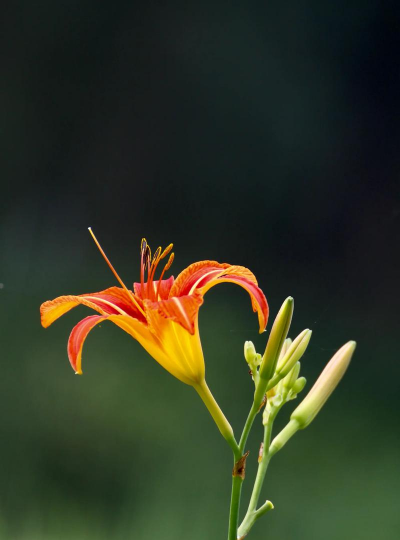 家里阳光不足怎么养花，选对植物种类，掌握养护技巧