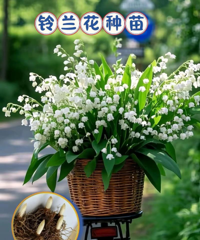 家里阳光不足怎么养花，选对植物种类，掌握养护技巧