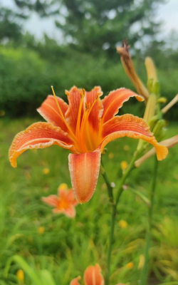 家里阳光不足怎么养花，选对植物种类，掌握养护技巧