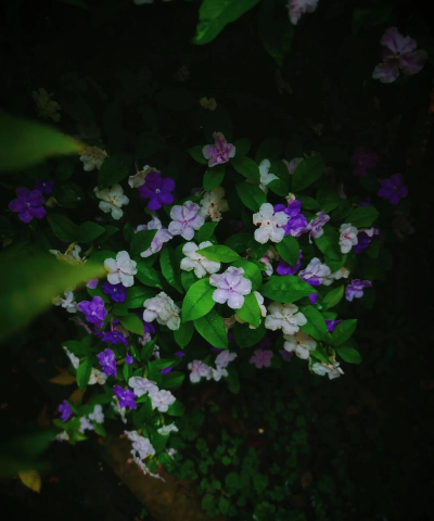 家里阳光不足怎么养花，选对植物种类，掌握养护技巧