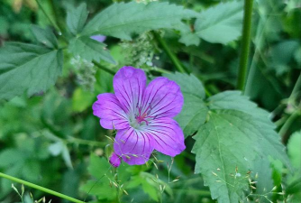 家里阳光不足怎么养花，选对植物种类，掌握养护技巧