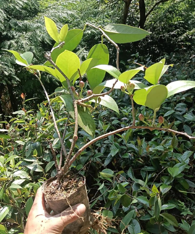 家里阳光不足怎么养花，选对植物种类，掌握养护技巧