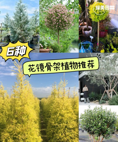 家里阳光不足怎么养花，选对植物种类，掌握养护技巧