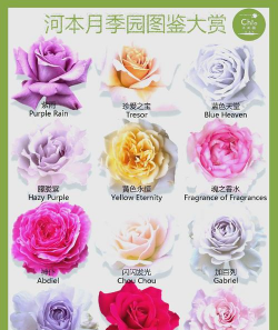 家里阳光不足怎么养花，选对植物种类，掌握养护技巧