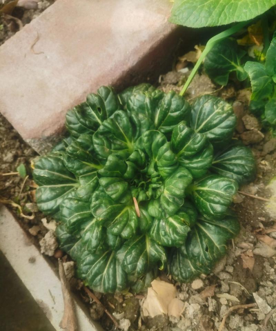 家里阳光不足怎么养花，选对植物种类，掌握养护技巧