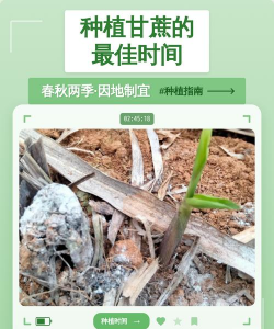 家里阳光不足怎么养花，选对植物种类，掌握养护技巧
