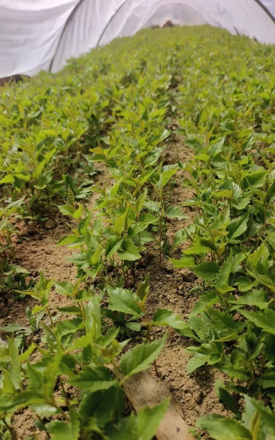 家里阳光不足怎么养花，选对植物种类，掌握养护技巧