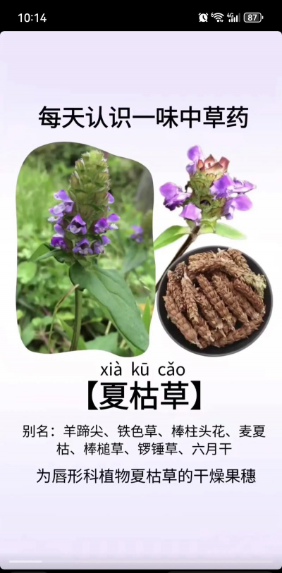 家里阳光不足怎么养花，选对植物种类，掌握养护技巧