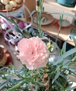 家里阳光不足怎么养花，选对植物种类，掌握养护技巧