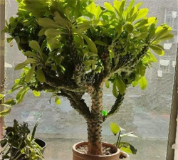 家里阳光不足怎么养花，选对植物种类，掌握养护技巧