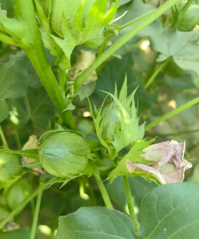 家里阳光不足怎么养花，选对植物种类，掌握养护技巧