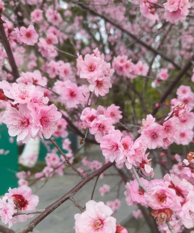 小众送妈妈的花有哪些花