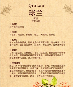 家里阳光不足怎么养花，选对植物种类，掌握养护技巧