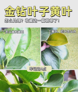 家里阳光不足怎么养花，选对植物种类，掌握养护技巧
