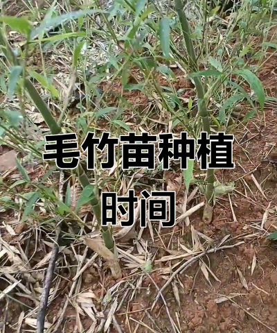 家里阳光不足怎么养花，选对植物种类，掌握养护技巧