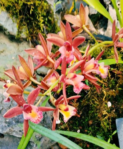 家里阳光不足怎么养花，选对植物种类，掌握养护技巧