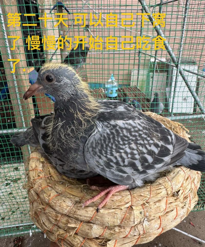 白鸽苗怎么种植 白鸽苗怎么种植