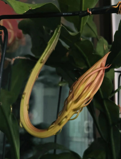 昙花全部开放是什么样 昙花全部开放是什么样