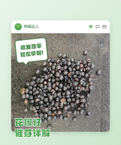 花椒种植怎么催芽 花椒种植怎么催芽