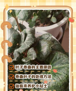 仙客来为什么叶子卷起来 仙客来为什么叶子卷起来