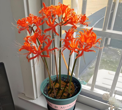 家里阳光不足怎么养花，选对植物种类，掌握养护技巧