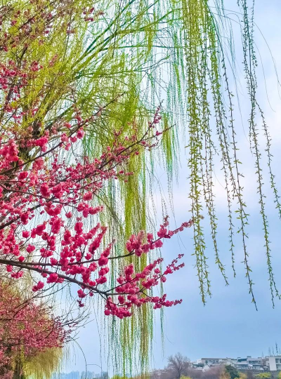 柳芽桃花是什么季节开的 柳芽桃花是什么季节开的