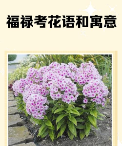 象征着福禄的花有哪些花 象征着福禄的花有哪些花